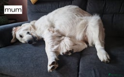 Goldendoodle dogs for sale: Goldendoodle retriever  - Image 34