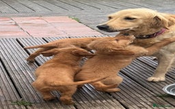 Golden Retriever dogs for sale: Dark fox red KC golden retriever puppies - Image 2