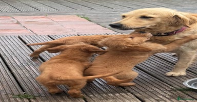 Golden Retriever dogs - Advert 1