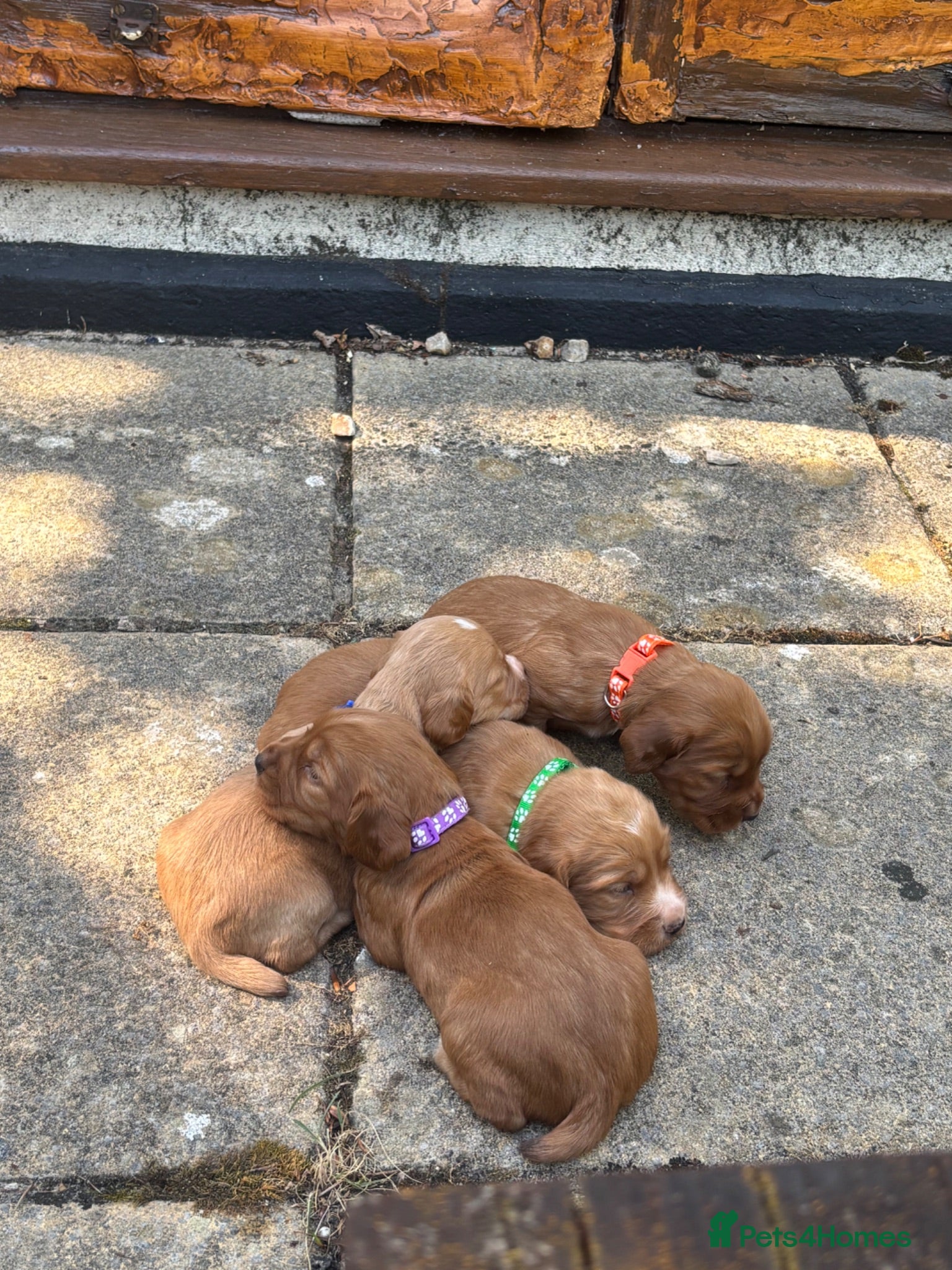 Cocker Spaniel dogs KC working cocker spaniel puppies  - Advert 2