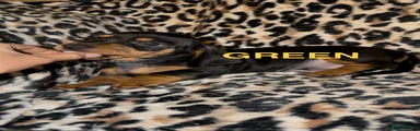 Miniature Dachshund 2