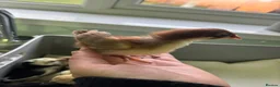 Chickens poultry for sale: Worlds smallest Chickens Seramas - Advert 2