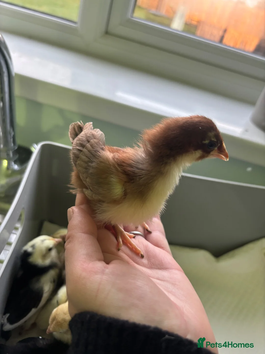Chickens poultry for sale: Worlds smallest Chickens Seramas - Advert 2
