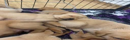 Labrador Retriever dogs for sale: Outstanding Red&Yellow Labradors,KC&health tested - Advert 7