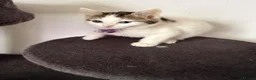 Ragcoon cats for sale: RAGCOONS ragdoll mainecoons  - Advert 19