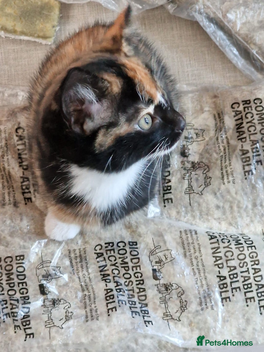 Mixed Breed cats for sale: Very special tortie and white girl - Advert 10