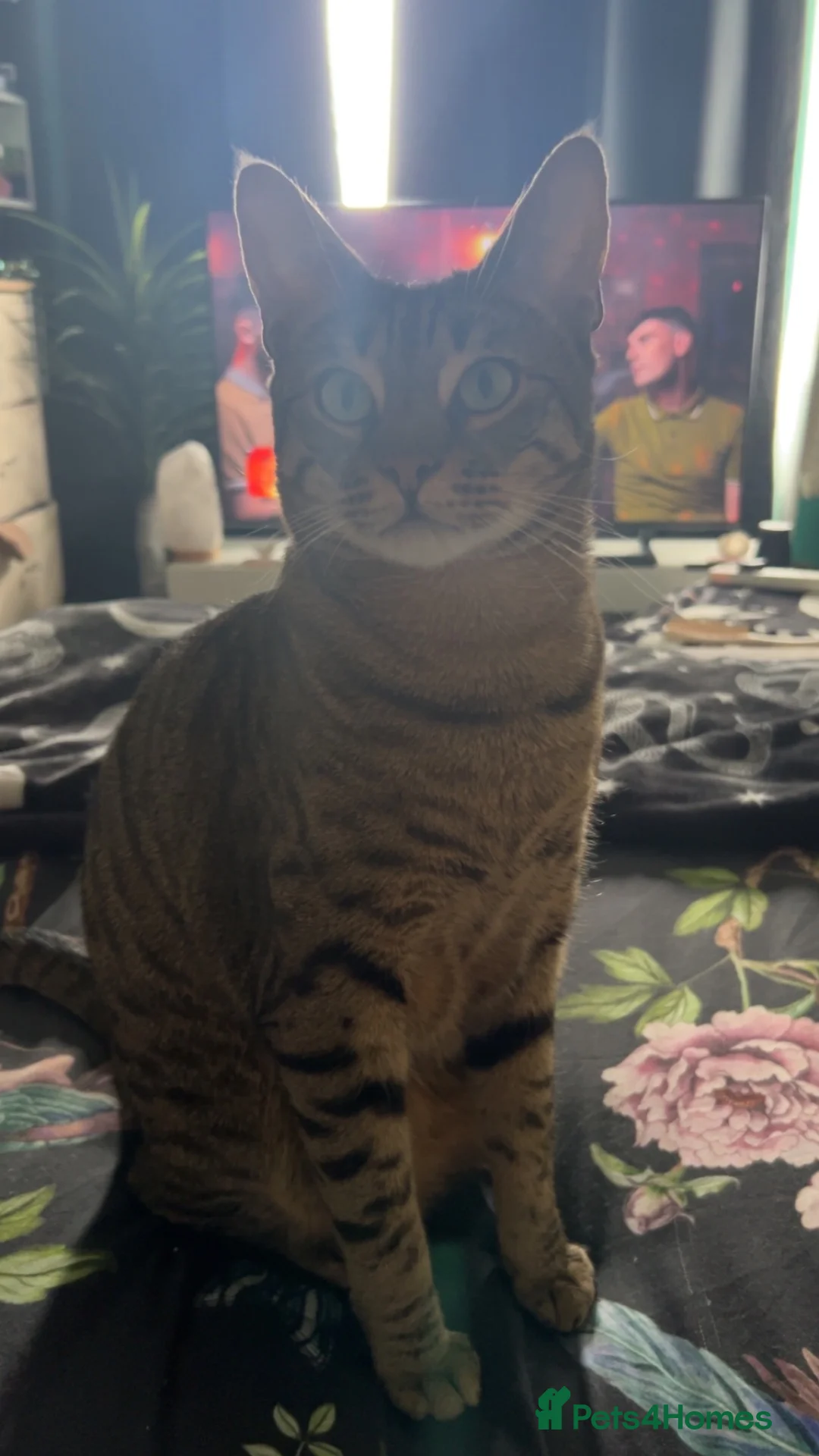 Mixed Breed cats for sale: 2 male cats for rehoming  in Willenhall - Advert 2