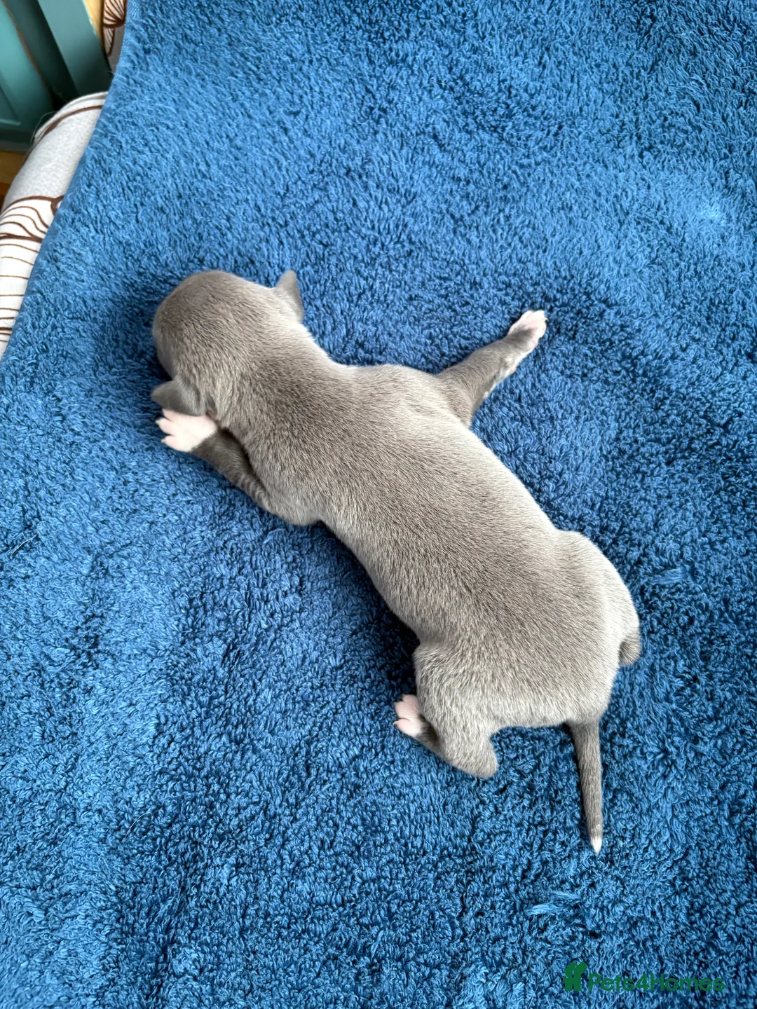 Whippet dogs for sale: 💕⭐️KC WHIPPET PUPS⭐️ 💕 - Advert 18