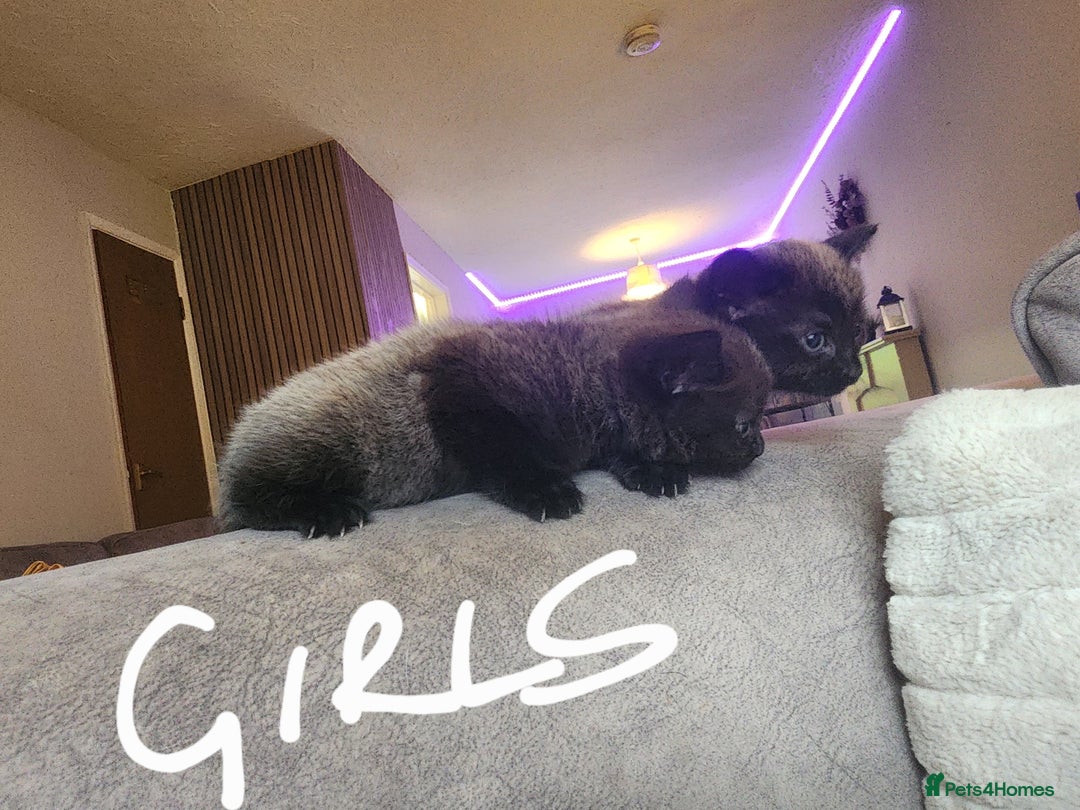 British Shorthair cats for sale: 5 beautiful british shorthair kittens - Image 25