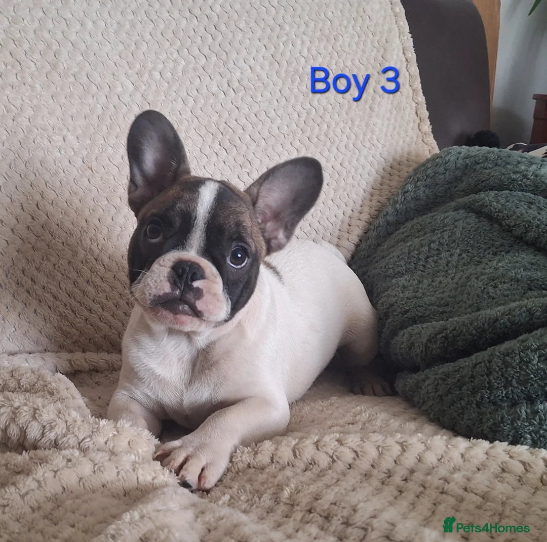 French Bulldog dogs for sale: 🐾 French bulldog puppies lookin for forever home - Advert 10