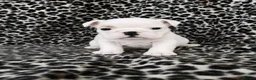 English Bulldog dogs for sale: LAST LITTLE GIRL AVAILABLE - READY NOW - Advert 15