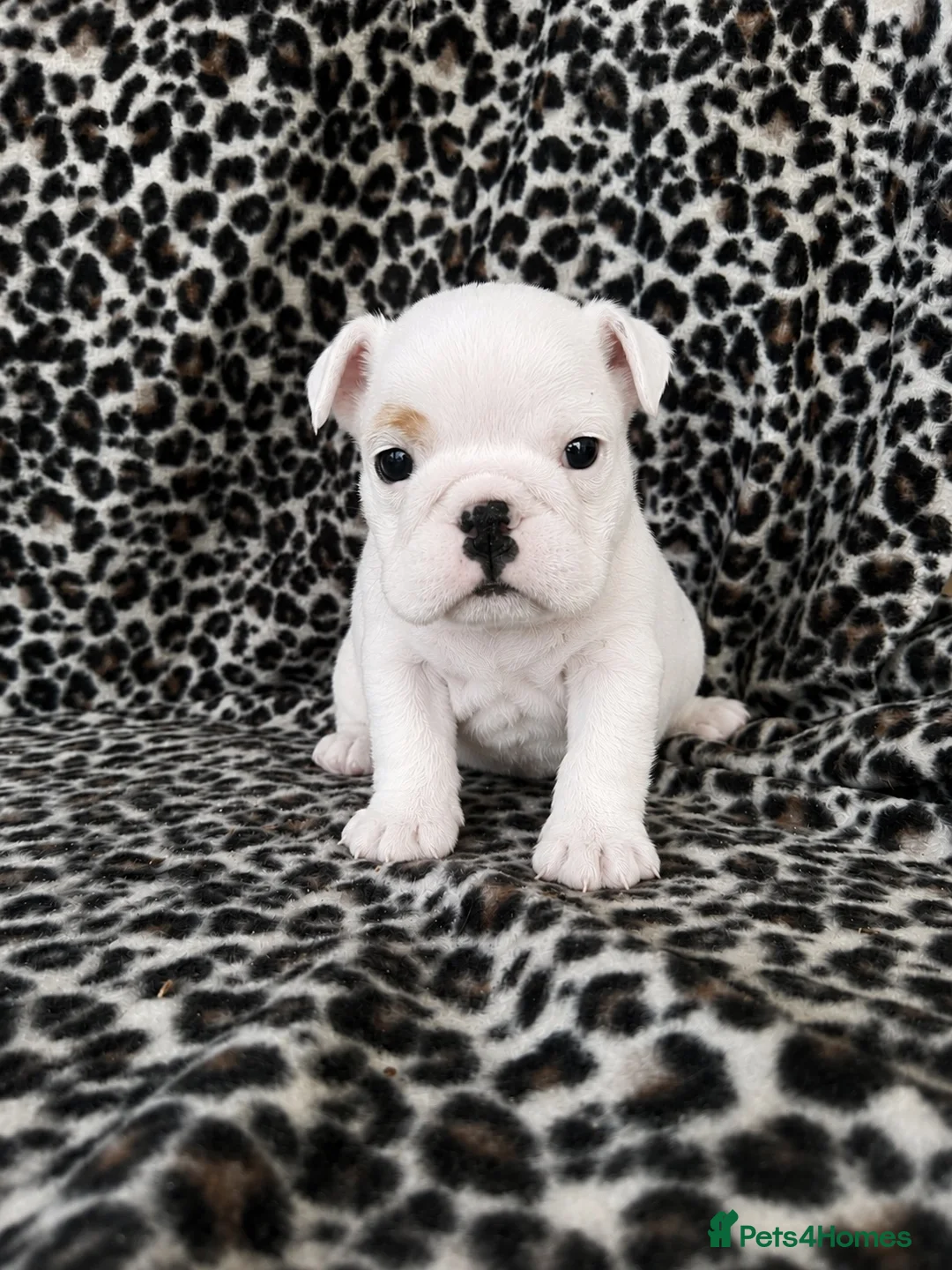 English Bulldog dogs for sale: LAST LITTLE GIRL AVAILABLE - READY NOW - Advert 15