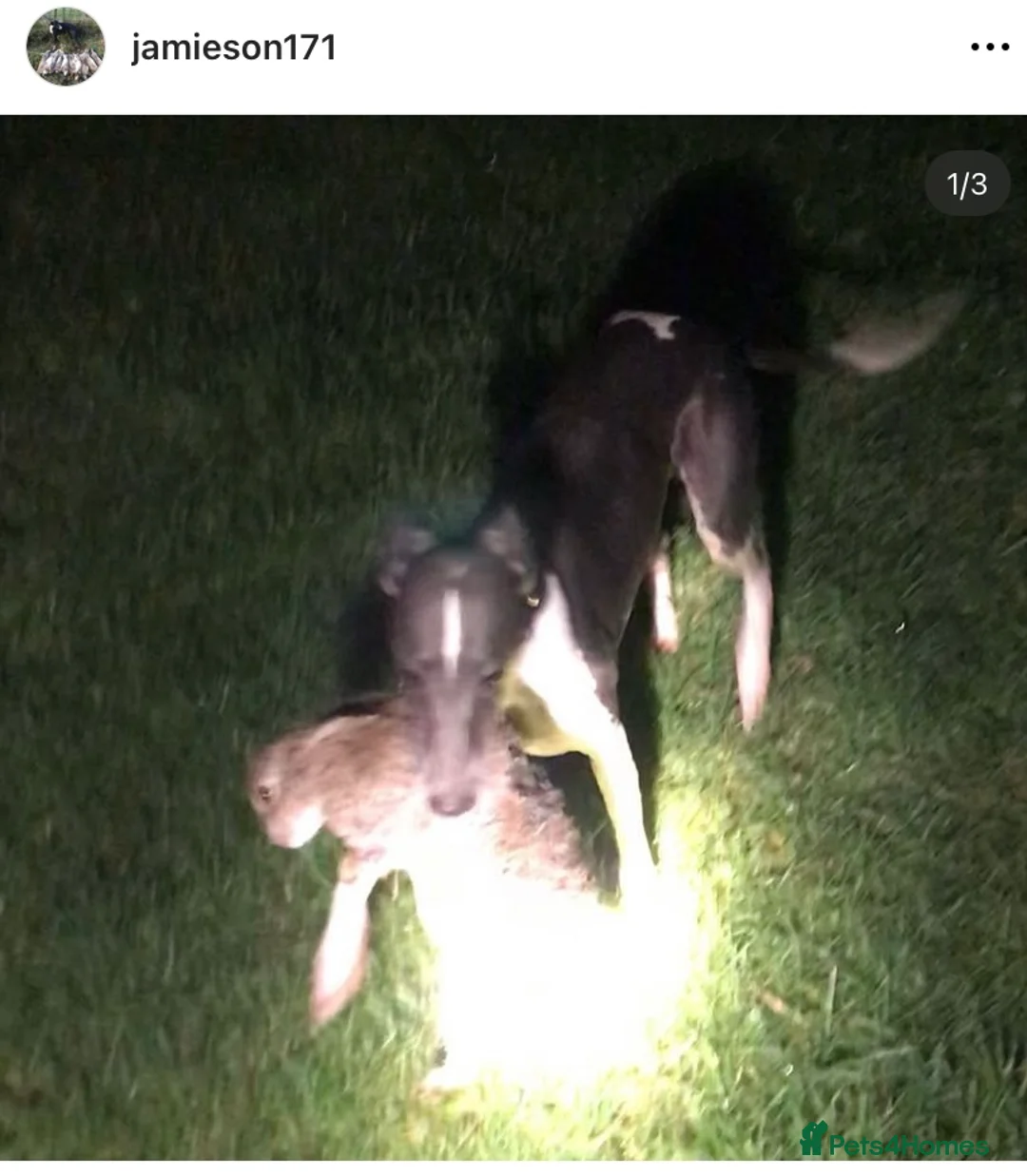 Whippet dogs for stud: Top Kc working x show whippet at stud  in Swansea - Advert 9