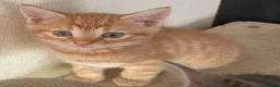 Mixed Breed cats for sale: Lovely litter of kitties looking for forever homes - Advert 4
