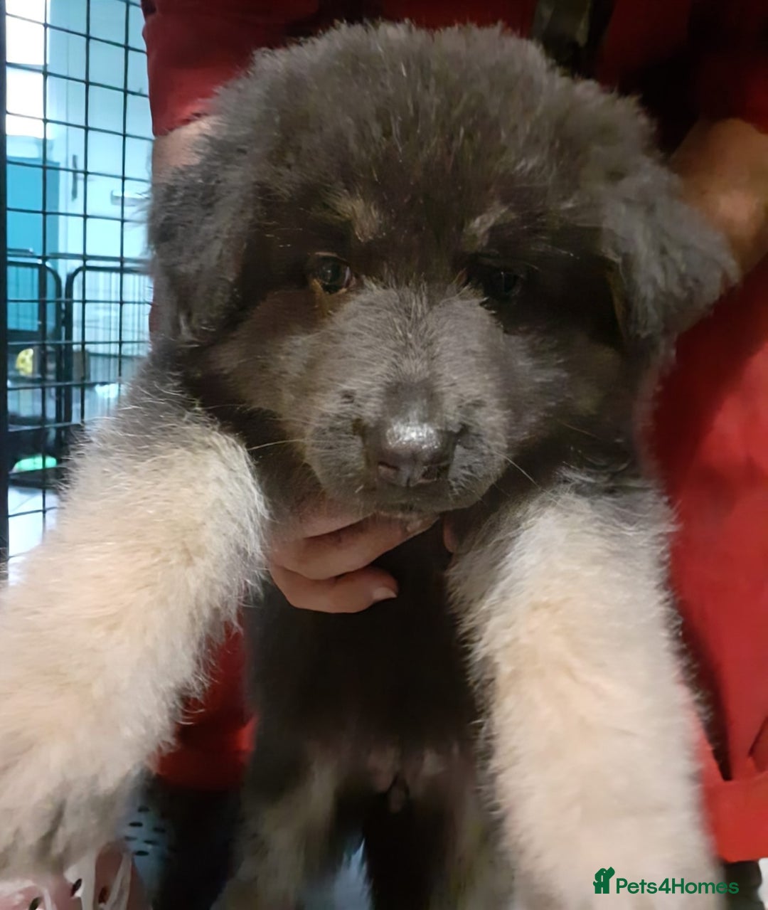 German Shepherd dogs for sale: Gorgeous Shepherd Puppies for Sale - Advert 13