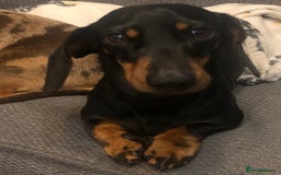 Dachshund dogs for sale: MINATURE Dachsund Pups - Image 4