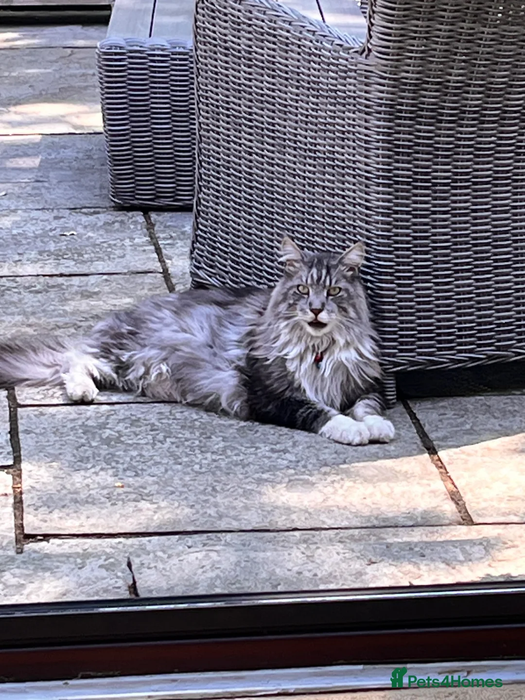 Maine Coon cats for sale: 5 year old boy Maine Coon for rehoming - Advert 1