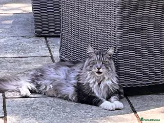 Maine Coon cats 5 year old boy Maine Coon for rehoming - Advert 1
