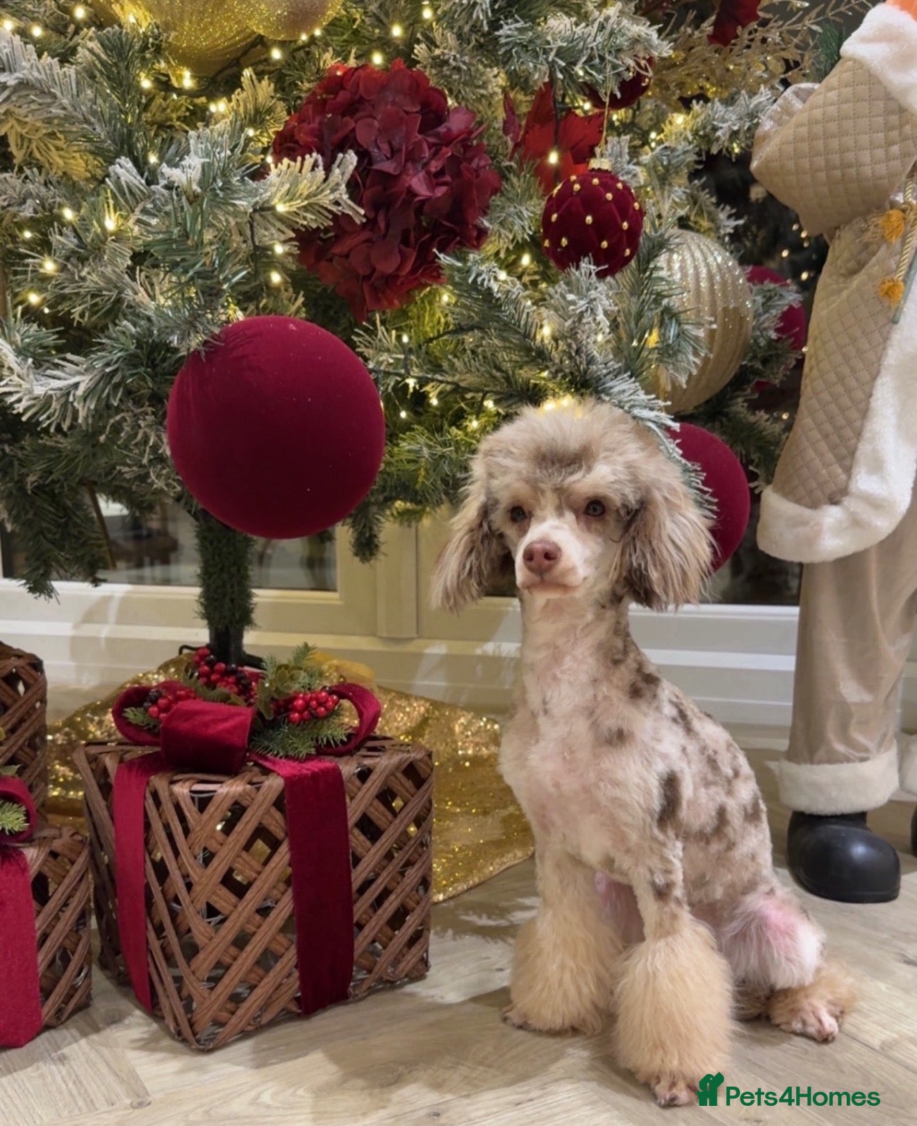 Toy Poodle dogs CHOCOLATE MERLE Toy Poodles 🍫 🐩  - Advert 1