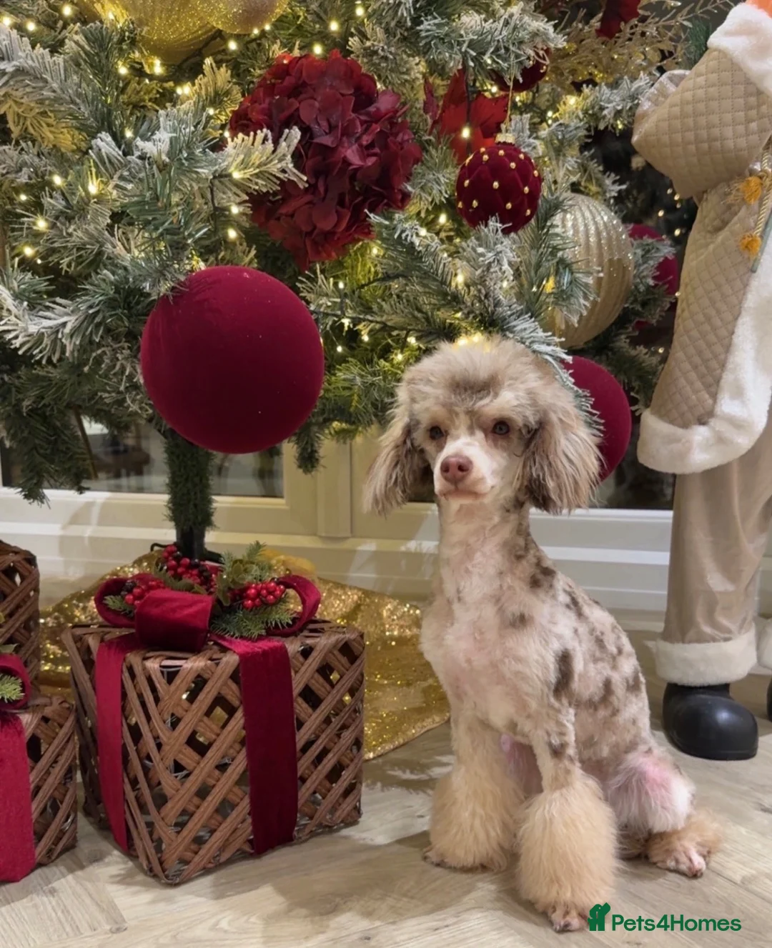 Toy Poodle dogs for sale: CHOCOLATE MERLE Toy Poodles 🍫 🐩  - Advert 1