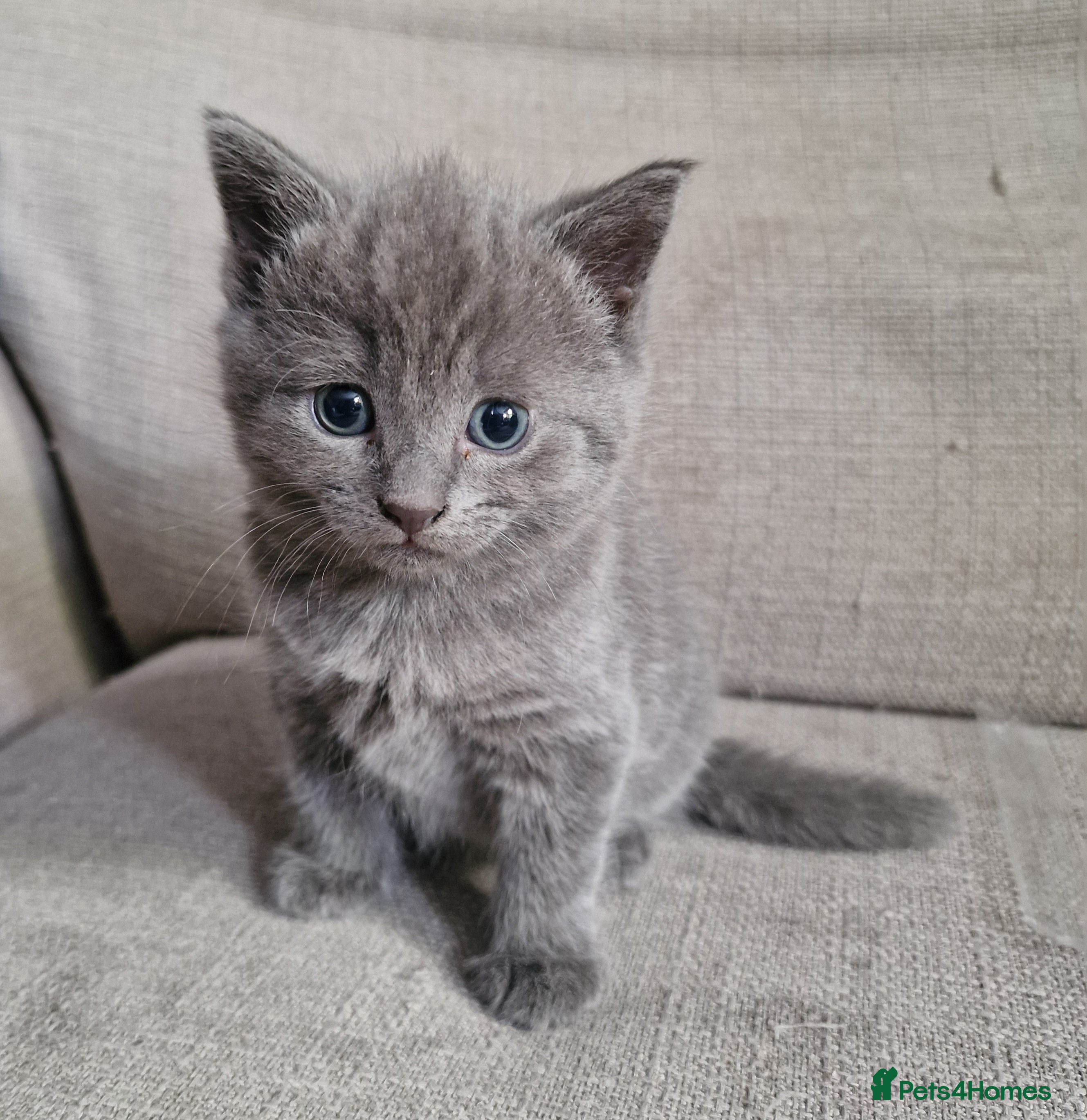 Scottish Fold cats Kittens everywhere! - Advert 2
