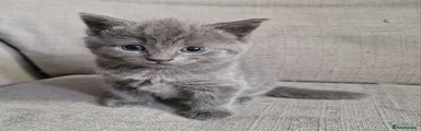 Meredith- Scottish straight
