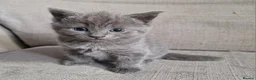 Scottish Fold cats for sale: Kittens everywhere! - Advert 2