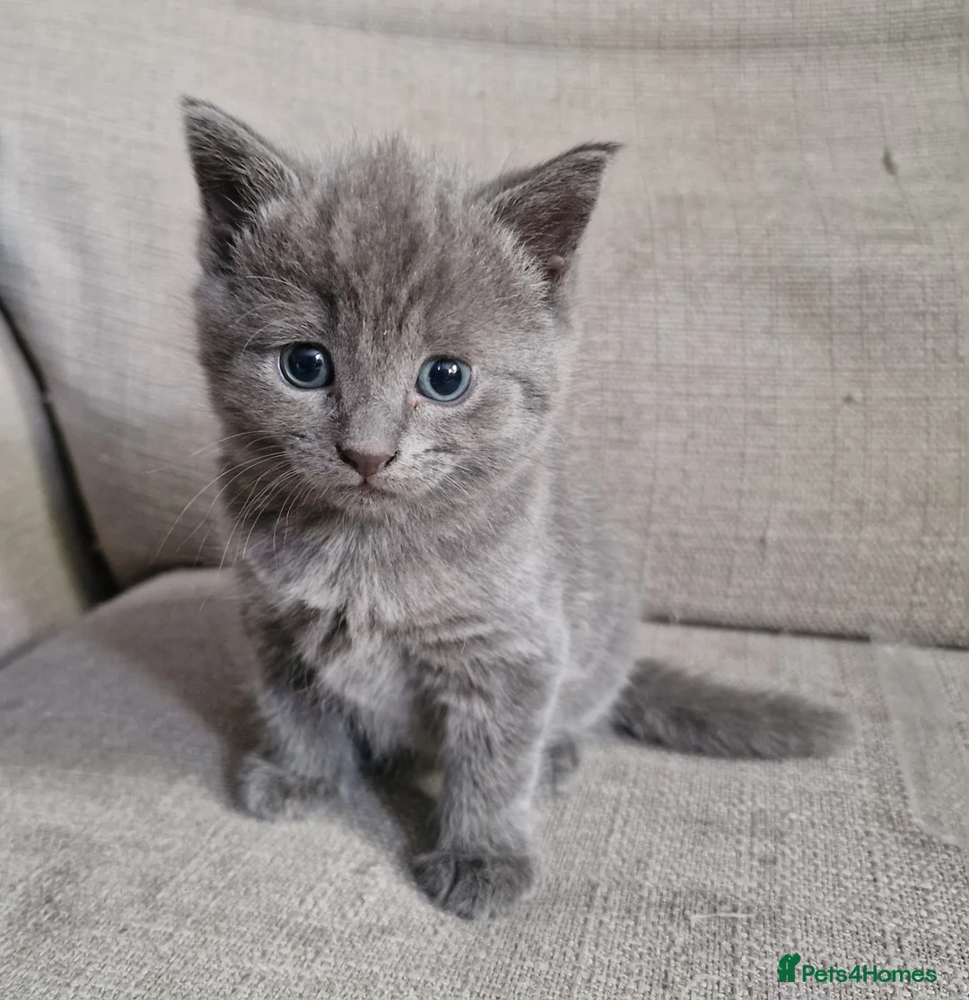 Scottish Fold cats for sale: Kittens everywhere! - Advert 2