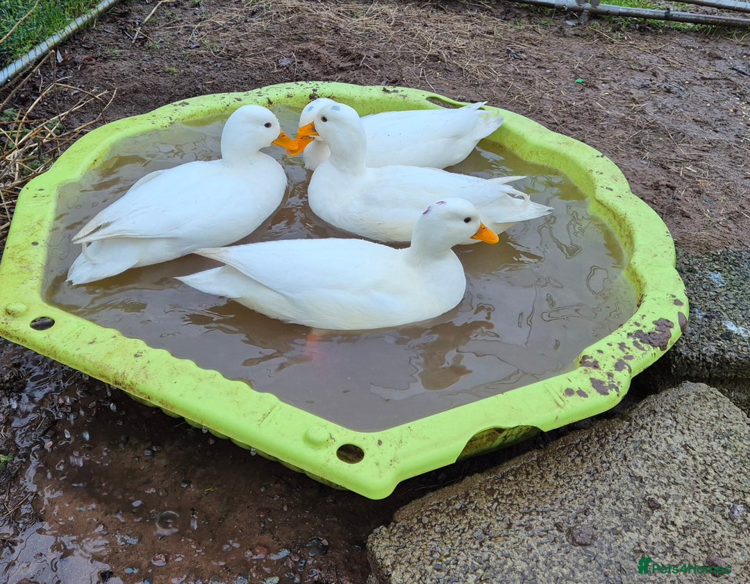 Ducks poultry for sale: 4 males call ducks, 2 female miniature Appleyards  - Advert 3