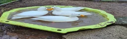 Ducks poultry for sale:  SOLD 4 males call, 2 female miniature Appleyards  - Advert 3