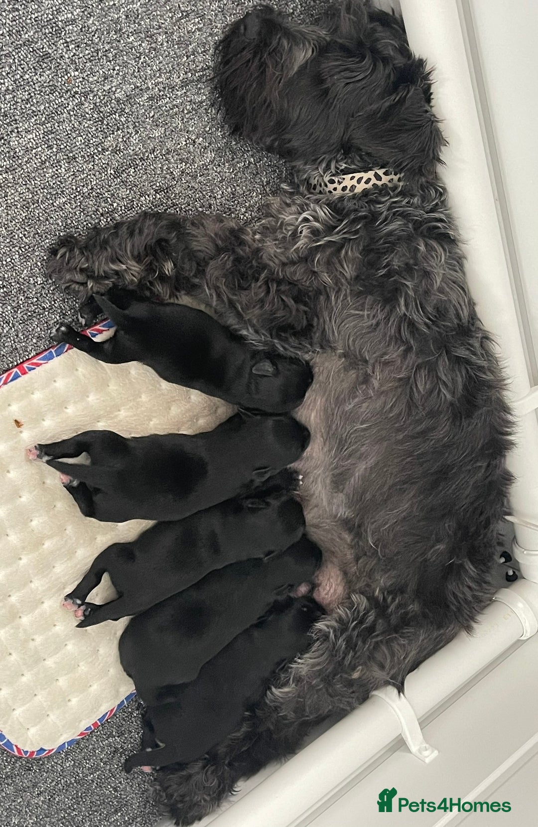 Miniature Schnauzer dogs for sale: Cutest KC Miniature Schnauzers - 3 boys/2 girls - Image 1
