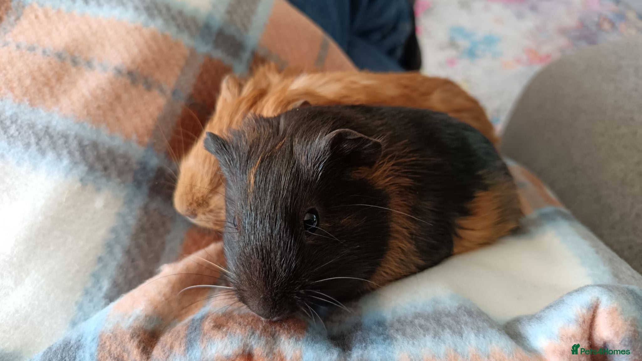 Guinea Pig rodents Two female guinea pigs  - Advert 1