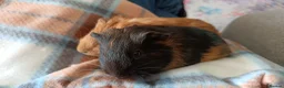 Guinea Pig rodents for sale: Two female guinea pigs  - Advert 1