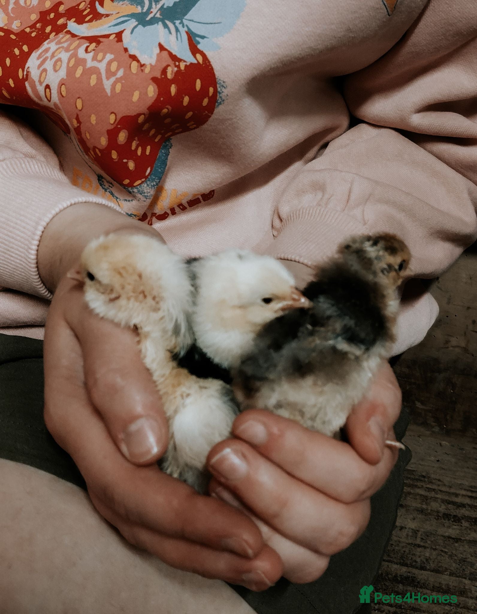 Mixed Breed birds 6 beautiful mixed breed chicks - Advert 7