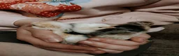 Mixed Breed birds for sale: 6 beautiful mixed breed chicks in Loughborough - Advert 1