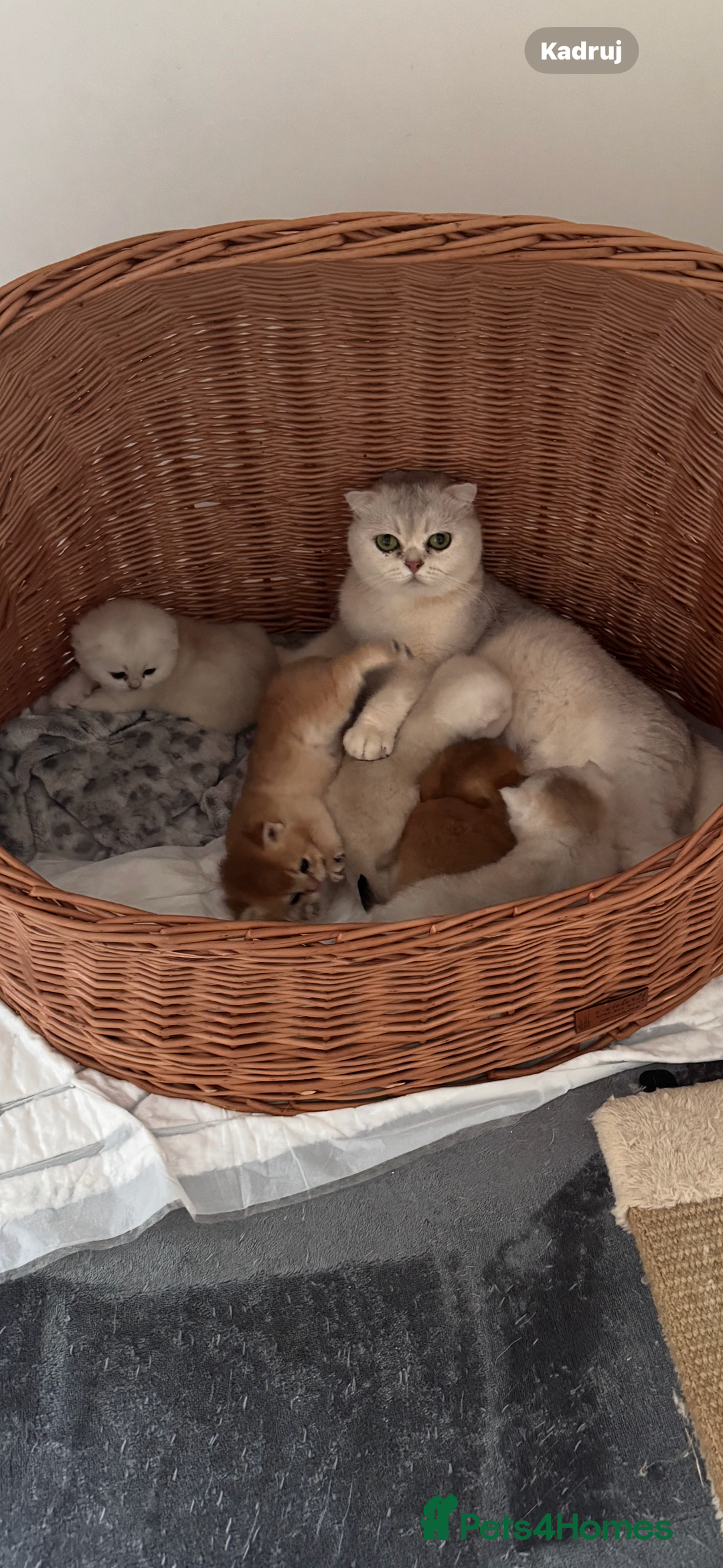 Scottish Fold cats for sale: Scottish purebred Fold and Straight kittens - Advert 10