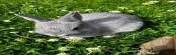 Netherland Dwarf rabbits for sale: FOUR BABY NETHERLAND DWARFS FOR SALE - Advert 6
