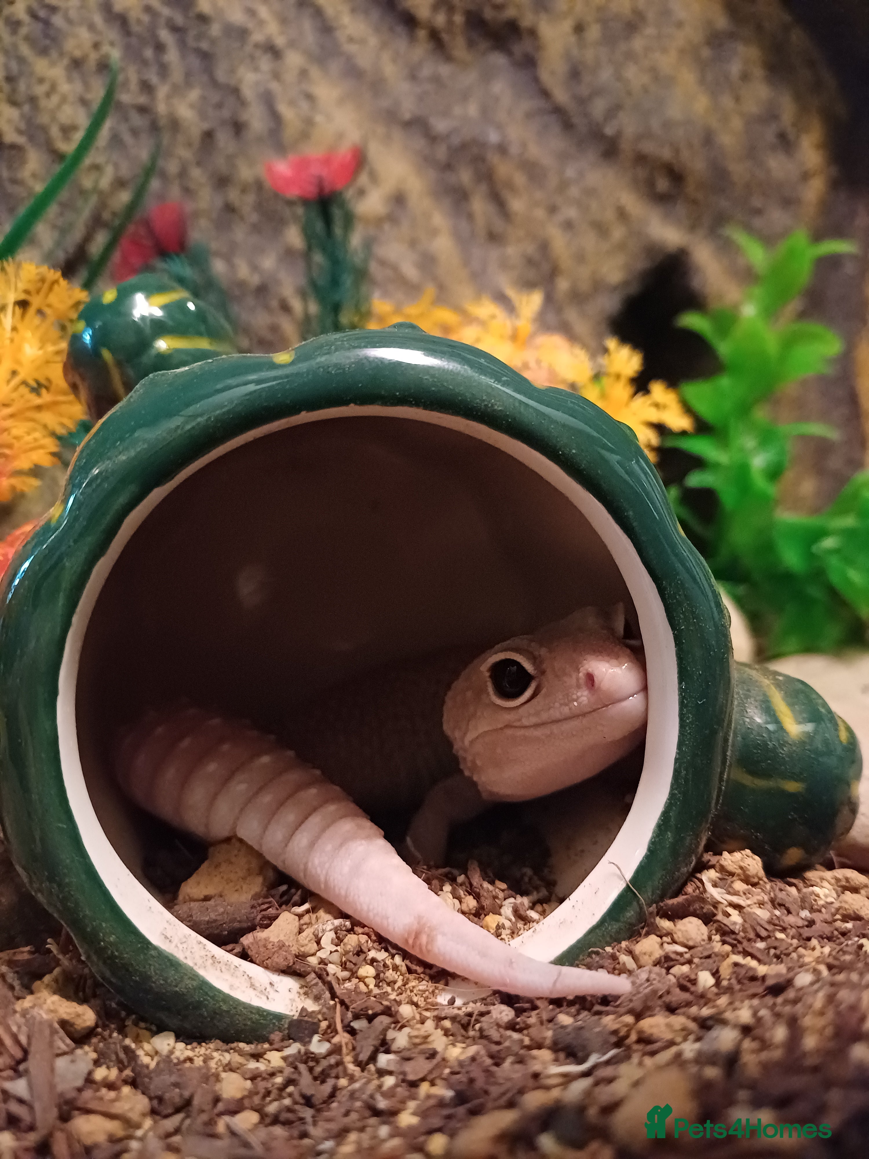 Leopard Gecko reptiles Female leopard gecko ready to go - Advert 4