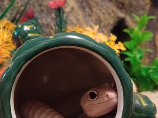 Leopard Gecko reptiles Female diablo blanco leopard gecko - Advert 13