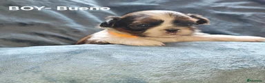 Shih Tzu 6 Bueno