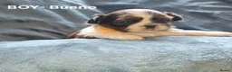 Shih Tzu dogs for sale: Shih tzus  in Derby - Advert 8