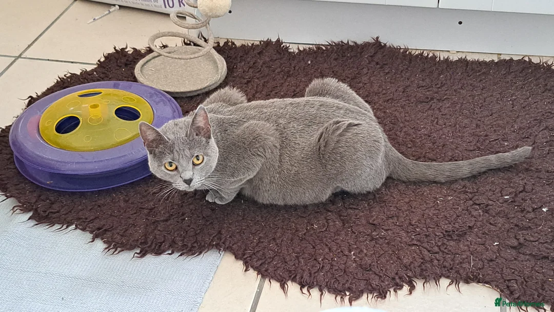 Chartreux cats for sale: Chartreux female  - Advert 2