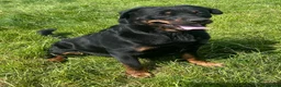 Rottweiler dogs for sale: LUNA🤍ROTTWEILER GIRL 5⭐️HOME - Advert 1