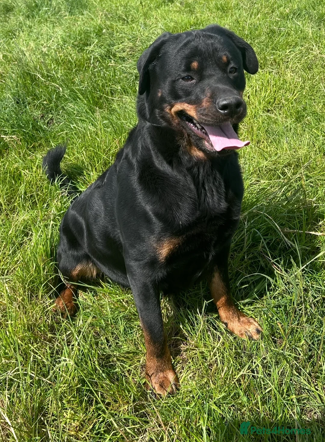 Rottweiler dogs for sale: LUNA🤍ROTTWEILER GIRL 5⭐️HOME - Advert 1