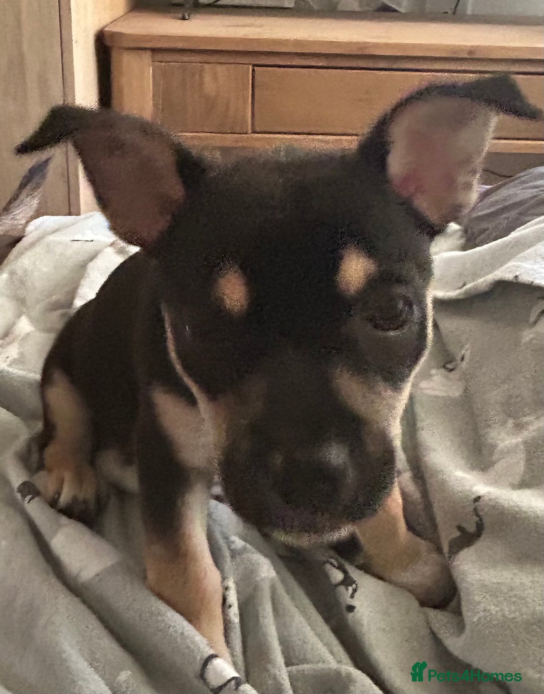 Mixed Breed dogs for sale: 10 mth old female Jack Russell/ Husky for sale - Advert 10