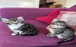 Mixed Breed cats for sale: Beautiful kittens  - Advert 5