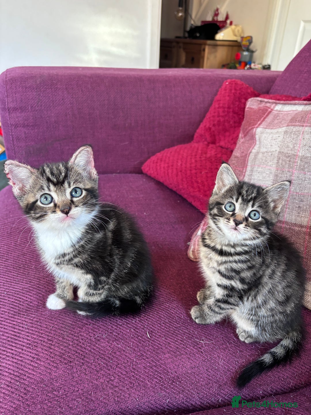Mixed Breed cats for sale: Beautiful kittens  - Advert 5