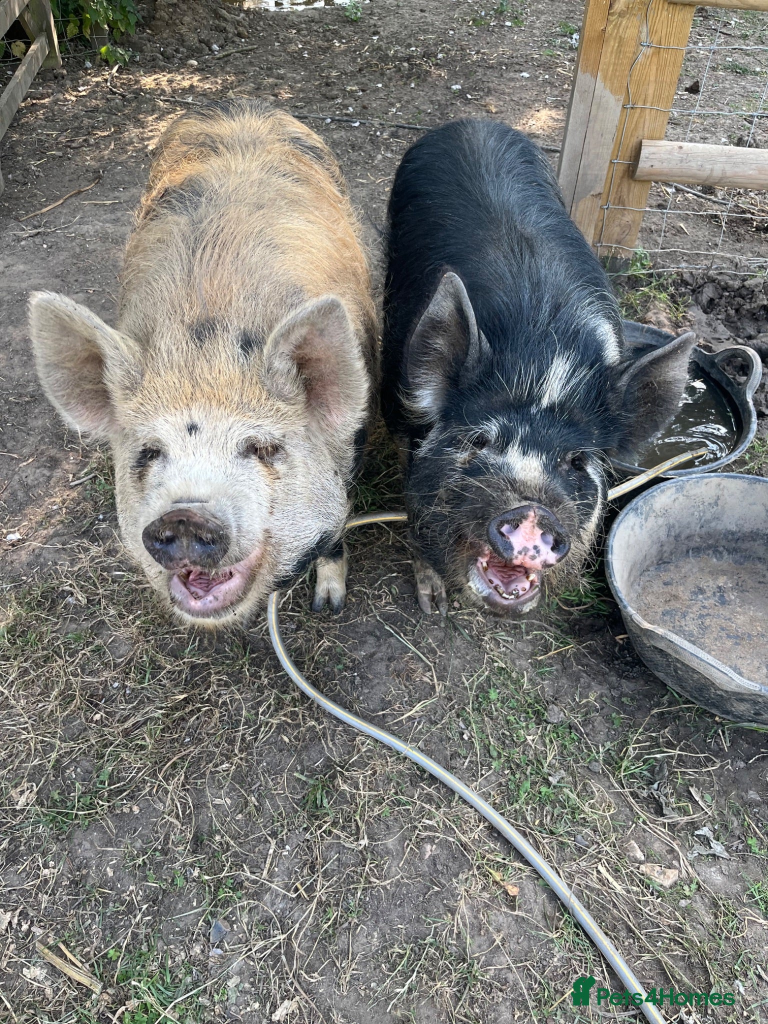 Pig livestock Kune Kune Gilts for Sale - Advert 5