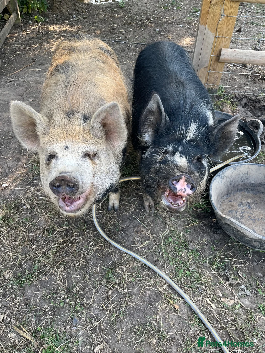Pig livestock for sale: Kune Kune Gilts for Sale - Advert 1