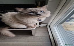 Ragdoll cats for sale: Ready to collect-Blue Point Kittens-Vaccinated - Image 29